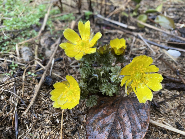 복수초 - Adonis amurensis