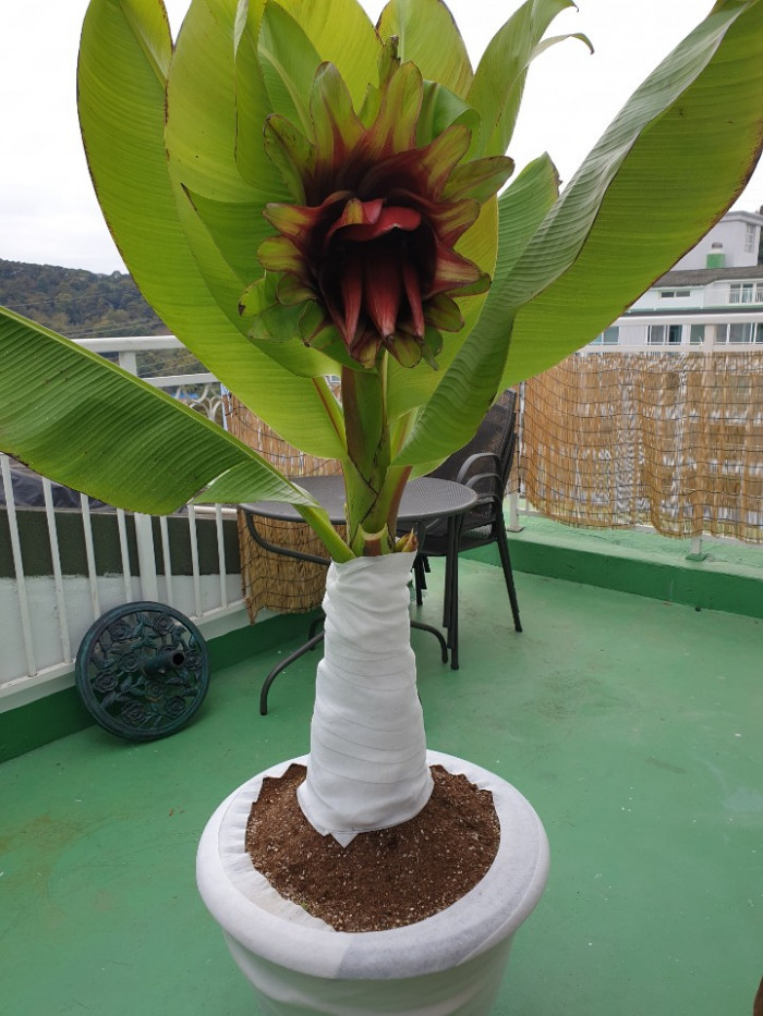 나무바나나 - False Banana,Ethiopian Banana, Ensete ventricosum