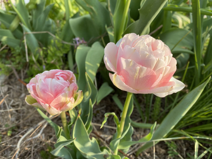 튤립 - Tulip, Tulipa gesneriana