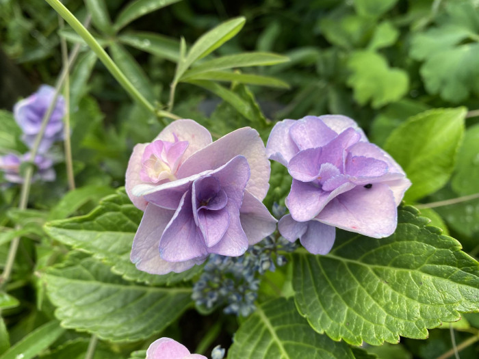 수국 - Hydrangea, Hydrangea macrophylla (Thunb.) Ser. for. otaksa (Siebold & Zucc.) E. H. Wilson