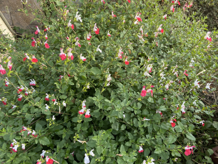 핫립세이지 - HotLipsSage, Salvia Microphylla