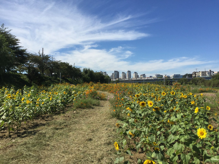 해바라기 - Sunflower, Helianthus annuus