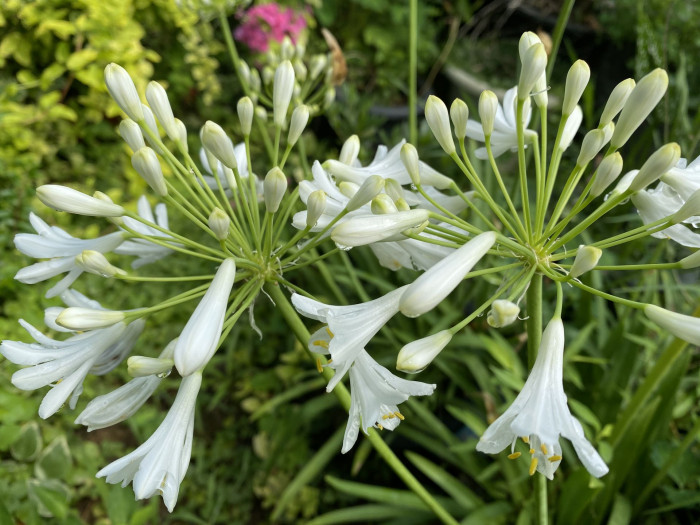 아가판서스 - African lily, Agapanthus africanus (L.) Hoffmanns