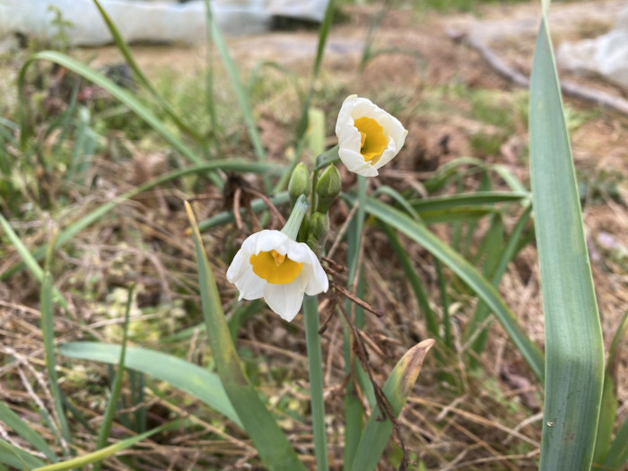 수선화 - daffodil, Narcissus tazetta var. chinensis