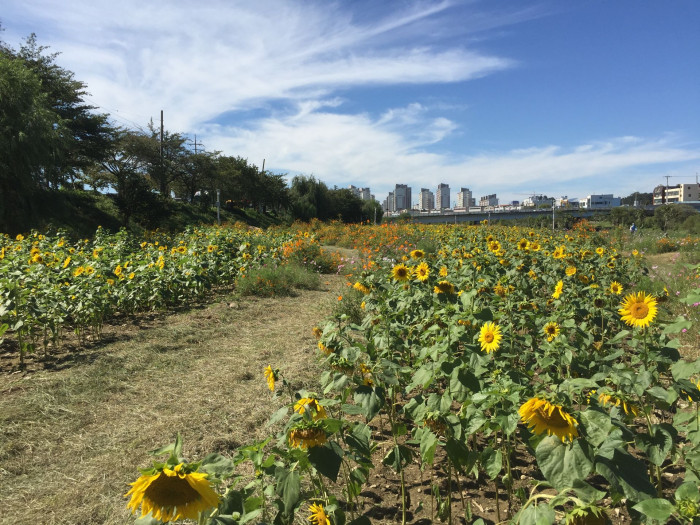 해바라기 - Sunflower, Helianthus annuus