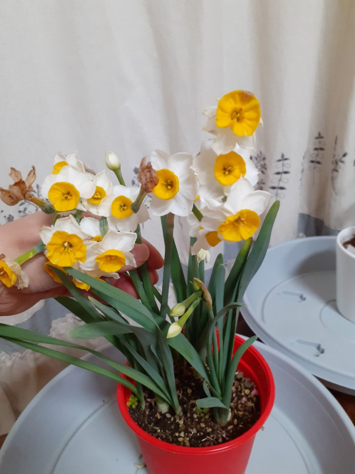 수선화 - daffodil, Narcissus tazetta var. chinensis