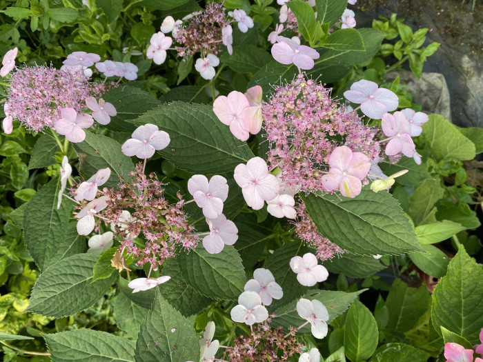 수국 - Hydrangea, Hydrangea macrophylla (Thunb.) Ser. for. otaksa (Siebold & Zucc.) E. H. Wilson