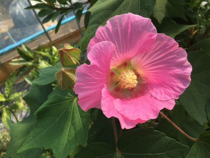 코튼로즈 - Cotton Rose, Confederate Rose, Hibiscus mutabilis ‘Cotton Rose’
