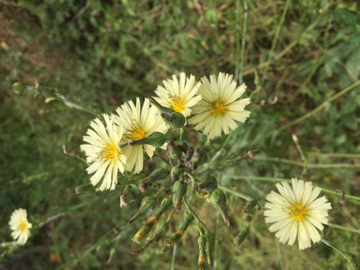 왕고들빼기 - Lactuca indica var. laciniata