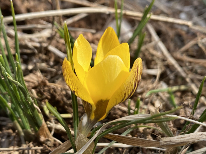 크로커스 - Crocus, Crocus spp.