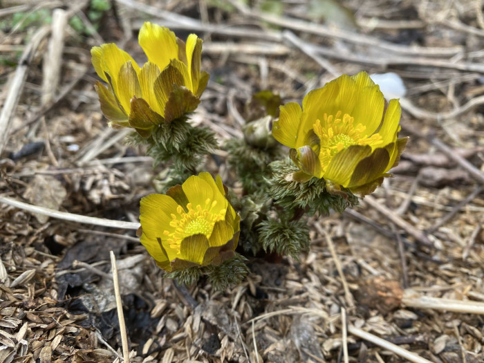 복수초 - Adonis amurensis