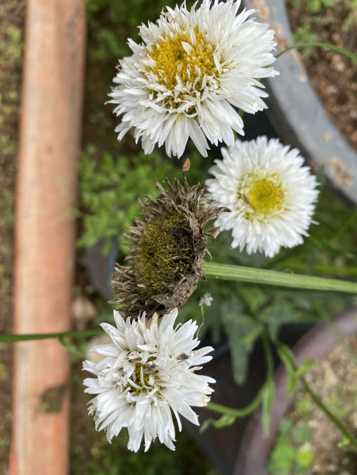 샤스타데이지 - Shasta daisy, Leucanthemum x superbum