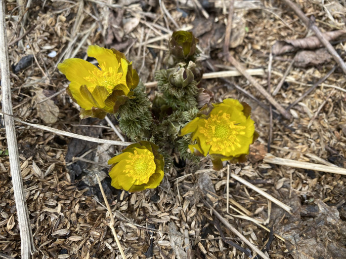 복수초 - Adonis amurensis