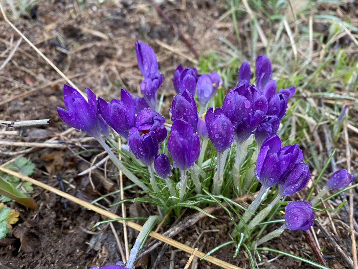 크로커스 - Crocus, Crocus spp.