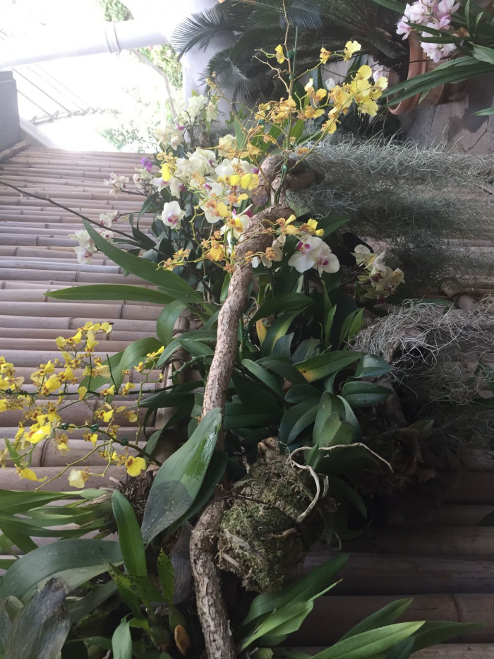 호접란 - Moth orchids, phalaenopsis