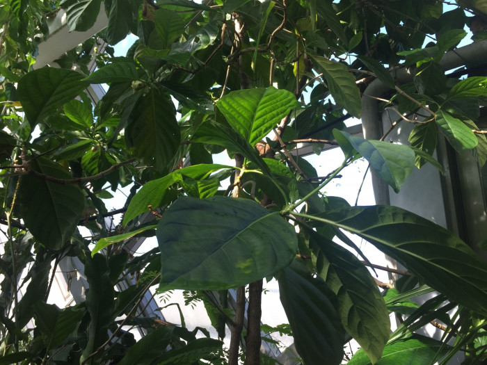 노니 - Noni fruit, Morinda citrifolia