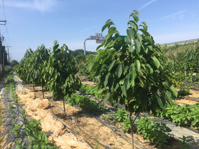 포포나무 - Sunflower pawpaw, Asimina triloba