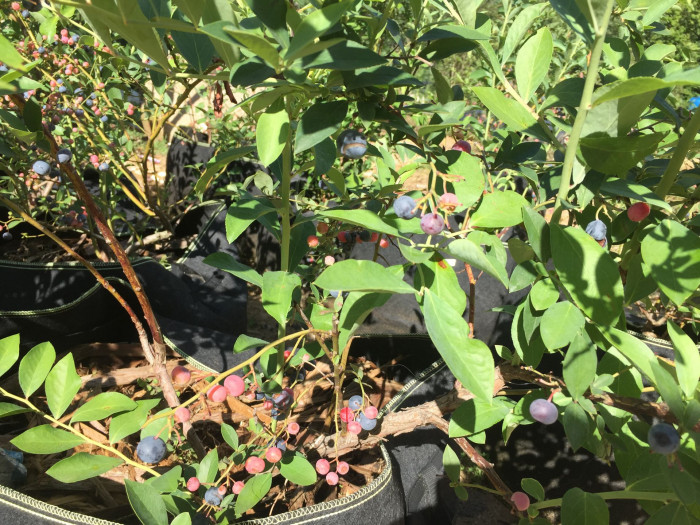 블루베리 - Blueberry, Vaccinium spp.
