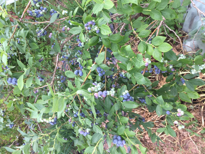 블루베리 - Blueberry, Vaccinium spp.
