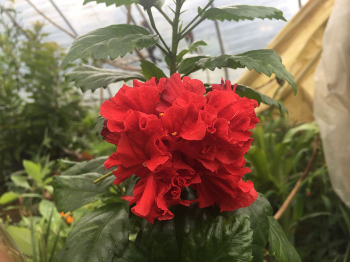 하와이무궁화 - hawaiian hibiscus, Hibiscus rosa-sinesis L.