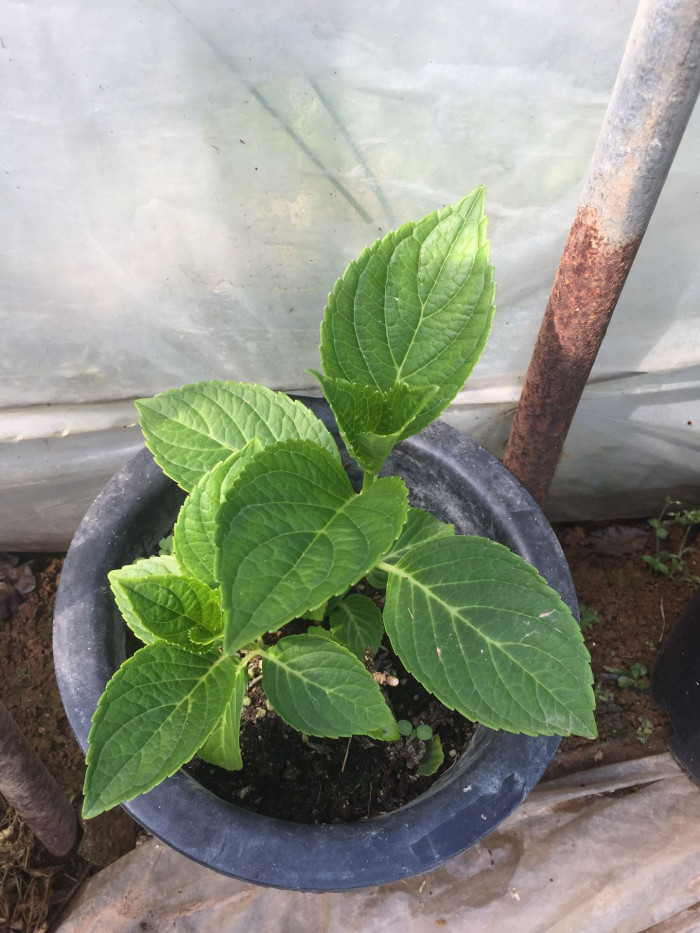 수국 - Hydrangea, Hydrangea macrophylla (Thunb.) Ser. for. otaksa (Siebold & Zucc.) E. H. Wilson
