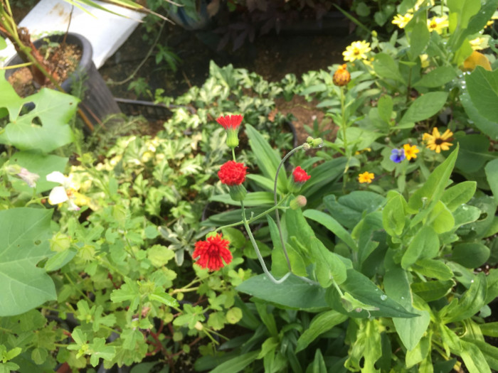 테슬플라워 - Tassel Flower, Emilia coccinea