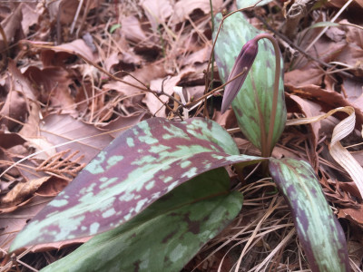엘레지 사진 - Erythronium japonicum Photos