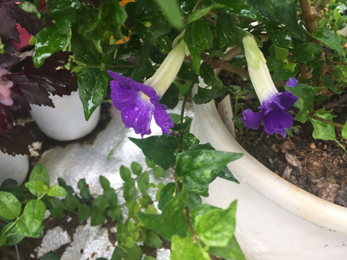 툰베르기아 - Kings mantle, Thunbergia erecta
