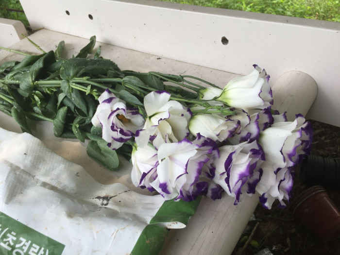 리시안서스 - Eustoma Lisianthus, Eustoma grandiflorum (Raf.) Shinn,