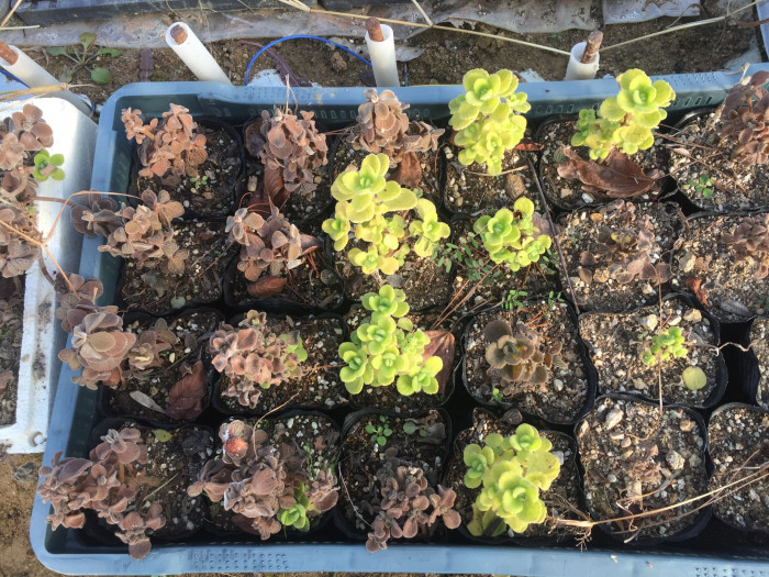 장미허브 - Vicks plant, Plectranthus tomentosa