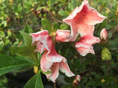 아젤리아 사진 - Rhododendron indica Photos