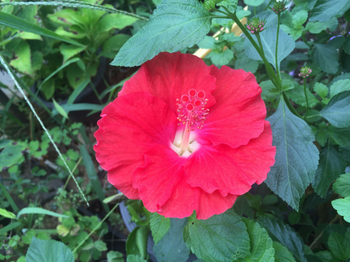 하와이무궁화 - hawaiian hibiscus, Hibiscus rosa-sinesis L.