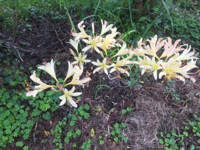 진노랑상사화 사진 - Lycoris chinensis Traub. Photos