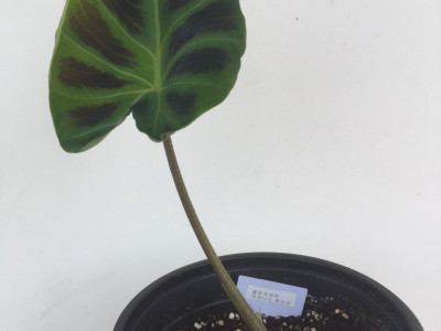 콜로카시아 아피니스 제닝시  사진 - Colocasia affinis \'jenningsii\' Photos
