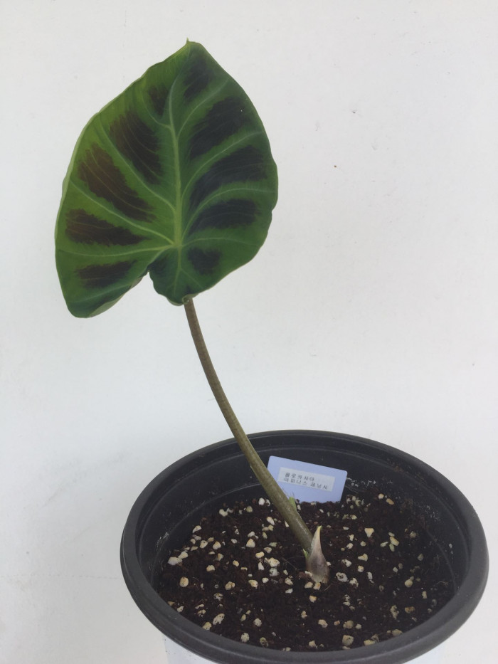 콜로카시아 아피니스 제닝시  - Dwarf Elephant Ear, Colocasia affinis 