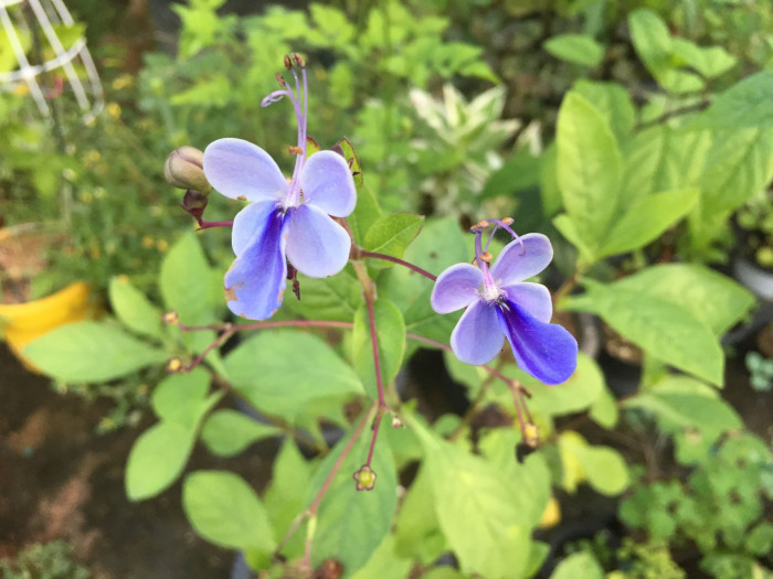 나비꽃 - Blue butterfly, Clerodendrum ugandense