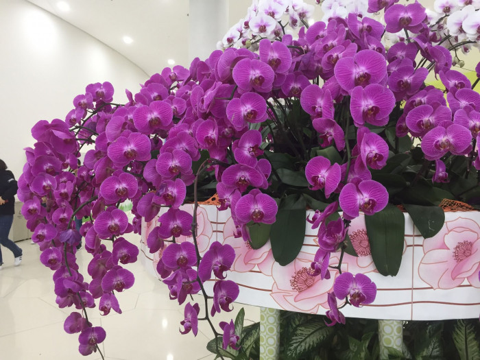 호접란 - Moth orchids, phalaenopsis