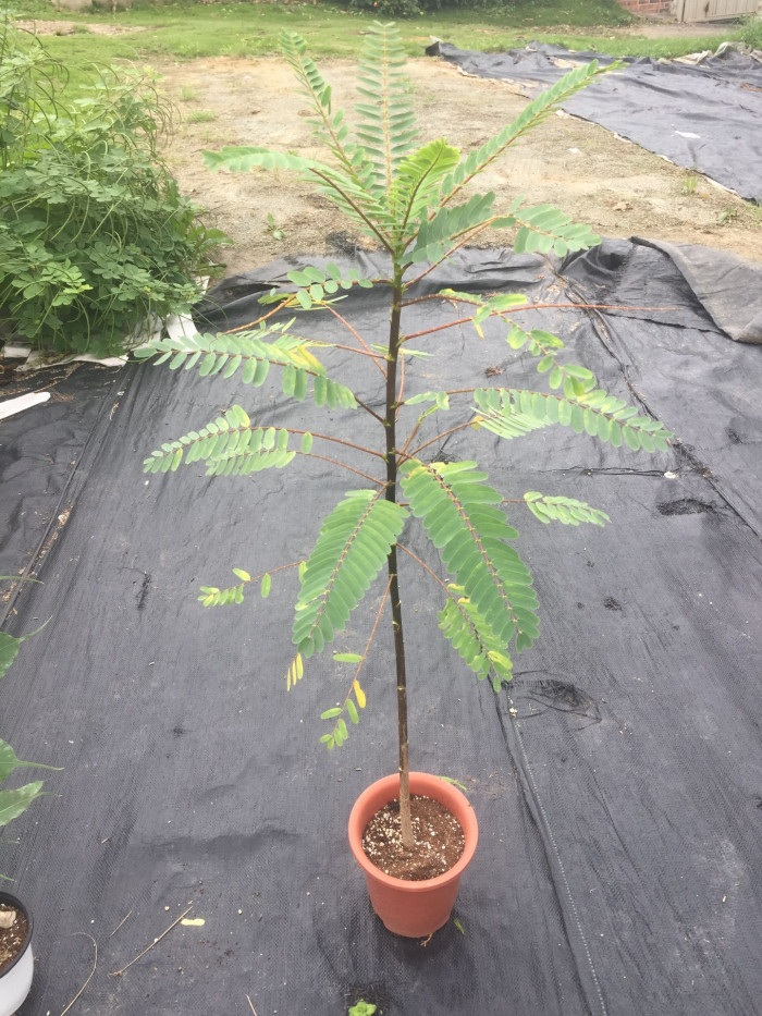 벌새나무 - vegetable hummingbird, agati, hummingbird tree, Sesbania grandiflora