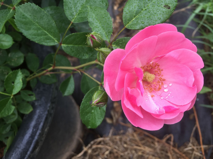 장미 - Rose, Rosa hybrida
