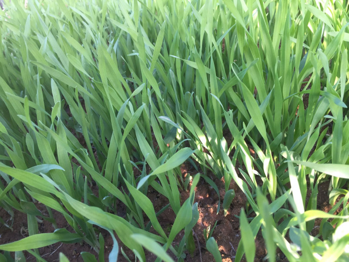 보리 - Hordeum vulgare var. hexastichon (L.) Asch.