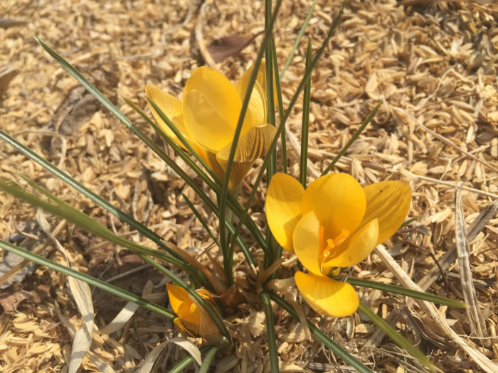 크로커스 - Crocus, Crocus spp.