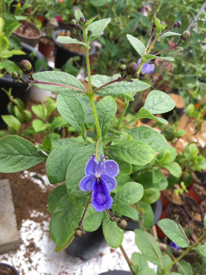 나비꽃 - Blue butterfly, Clerodendrum ugandense