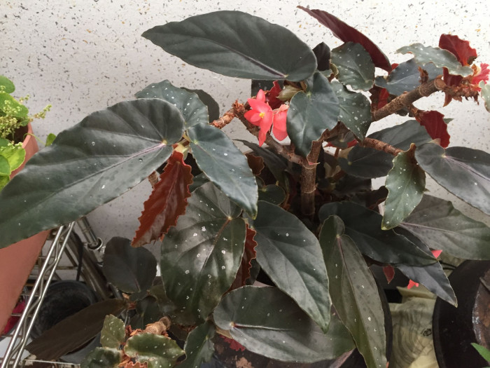 꽃베고니아 - Wax Begonias, Begonia semperflorens