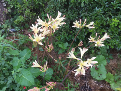 진노랑상사화 사진 - Lycoris chinensis Traub. Photos