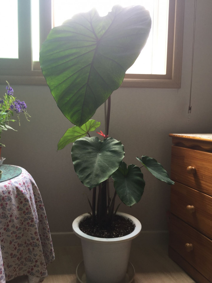 콜로카시아 마크로리자 - Elephant Ear, Colocasia macrorrhiza