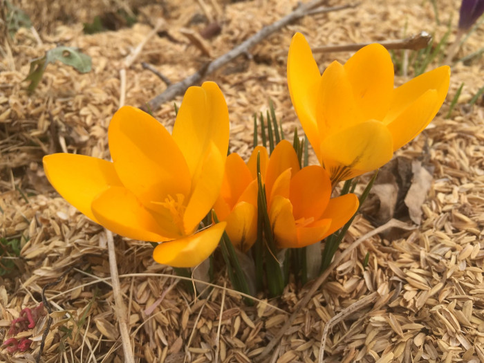 크로커스 - Crocus, Crocus spp.