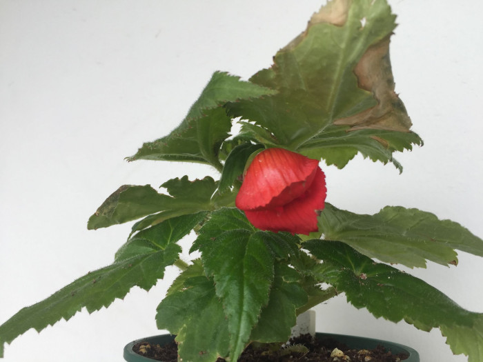 꽃베고니아 - Wax Begonias, Begonia semperflorens