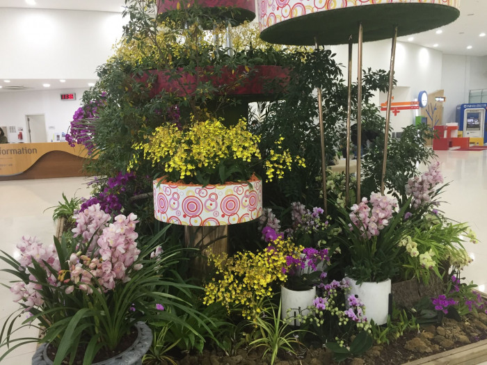 호접란 - Moth orchids, phalaenopsis