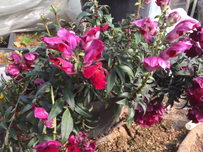 금어초 - snapdragon, Antirrhinum majus