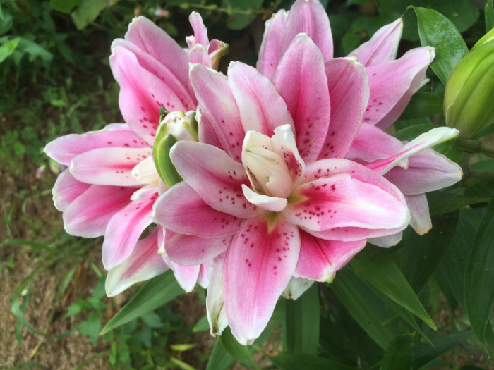 백합 - Lily, Lilium longiflorum Thunb.